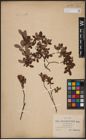 Foto von Salix aurita L. x Salix myrtilloides L.
